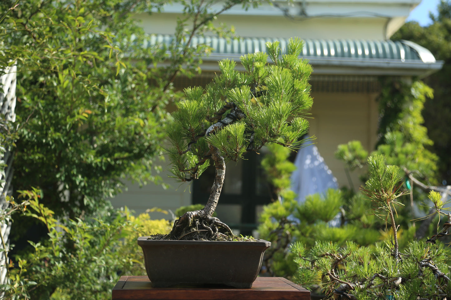 Old Japanese Black Pine (LP005)