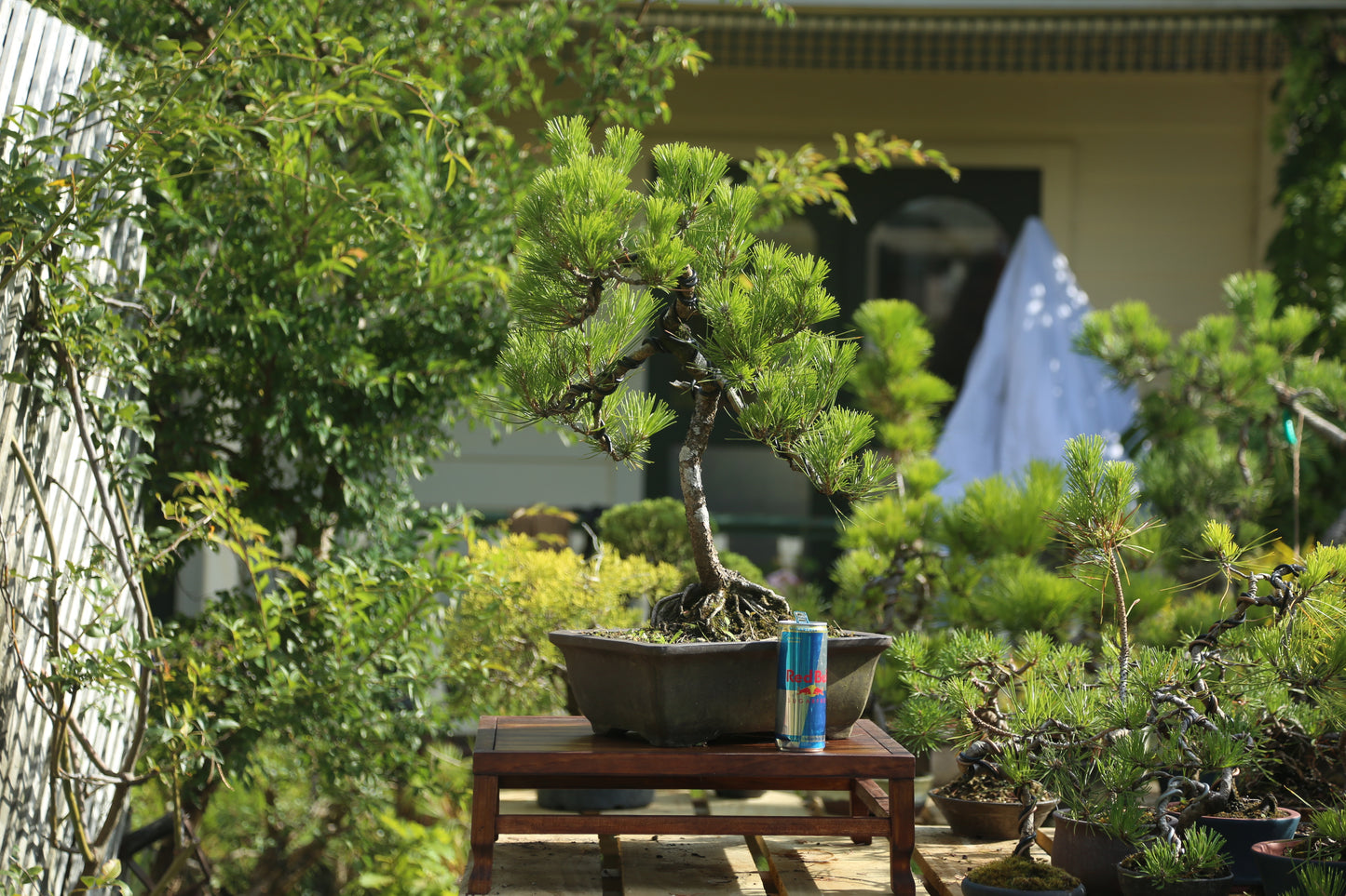 Old Japanese Black Pine (LP005)