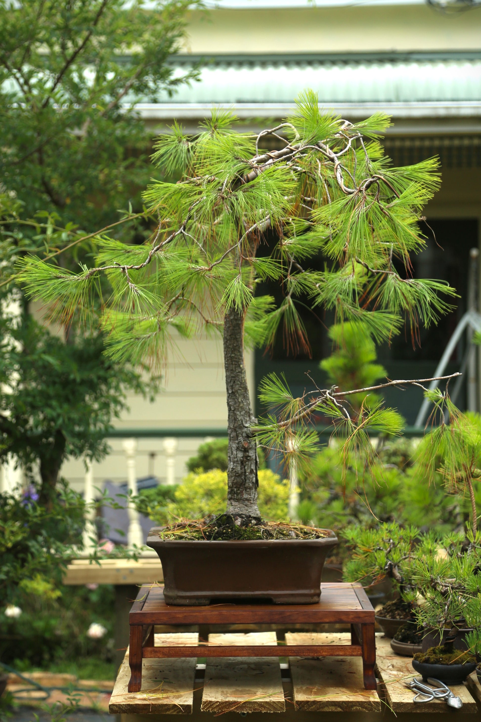 mexican bonsai tree Large Mexican Weeping Pine (LP011)