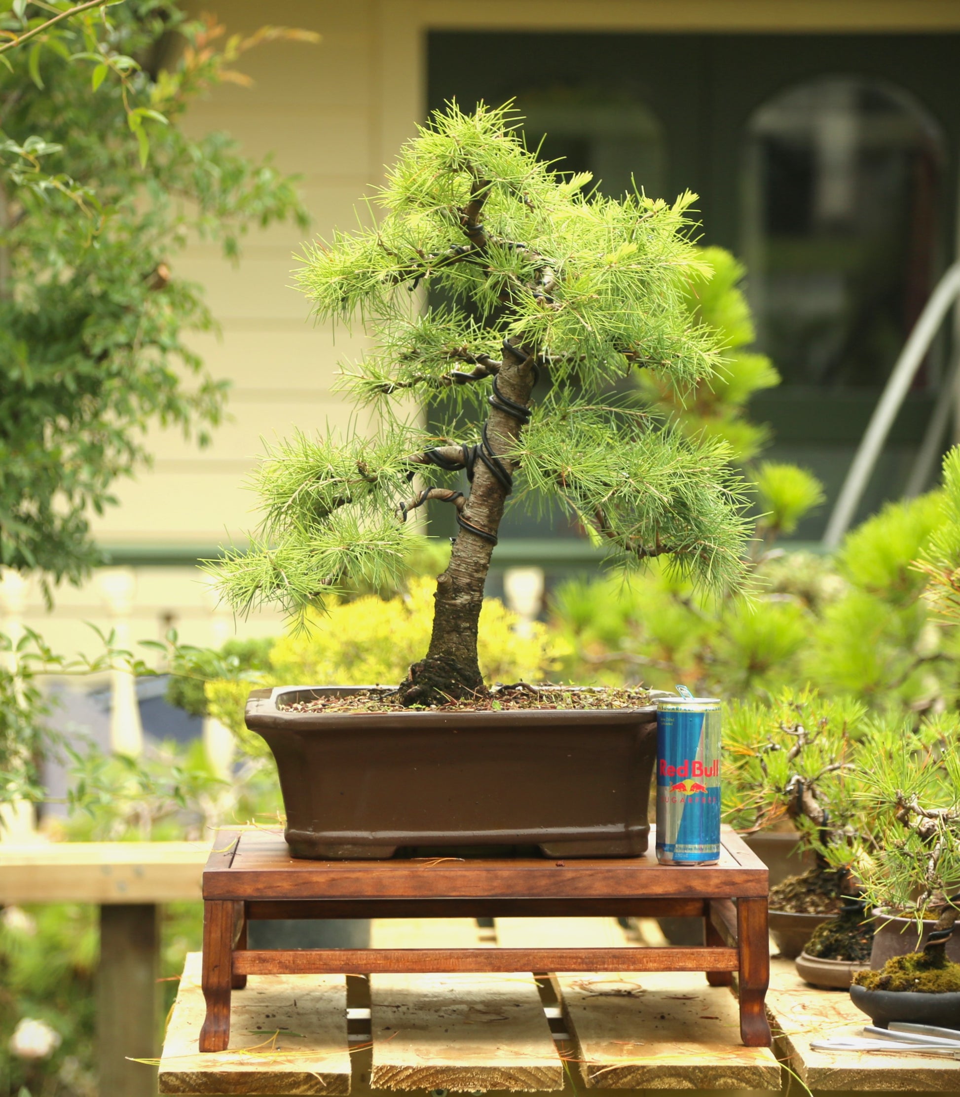 cedar bonsai tree Large cedar bonsai (CB002)