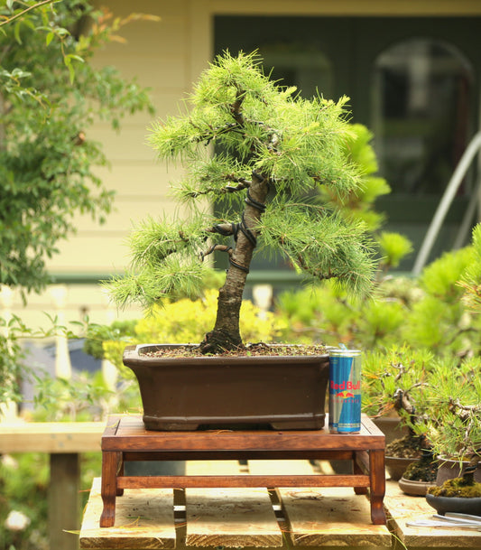 Large cedar bonsai (CB002)