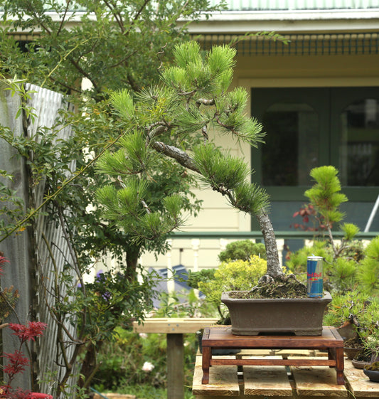 Powerful Japanese Black Pine (LP010)