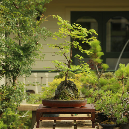 Root over rock Dawn Redwood (RDR002)