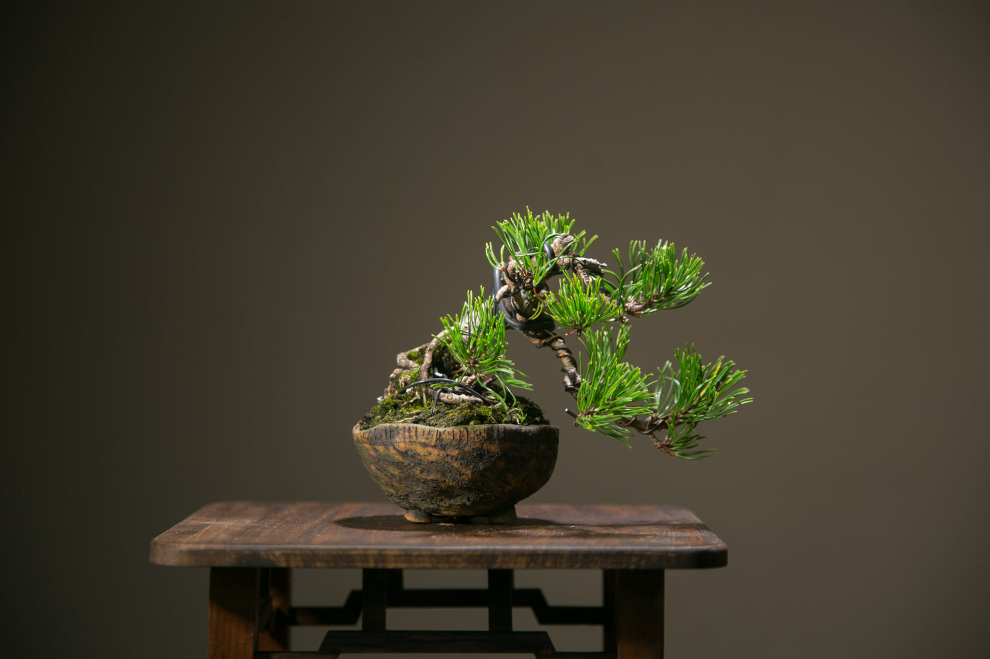 Scots Pine (SP009)