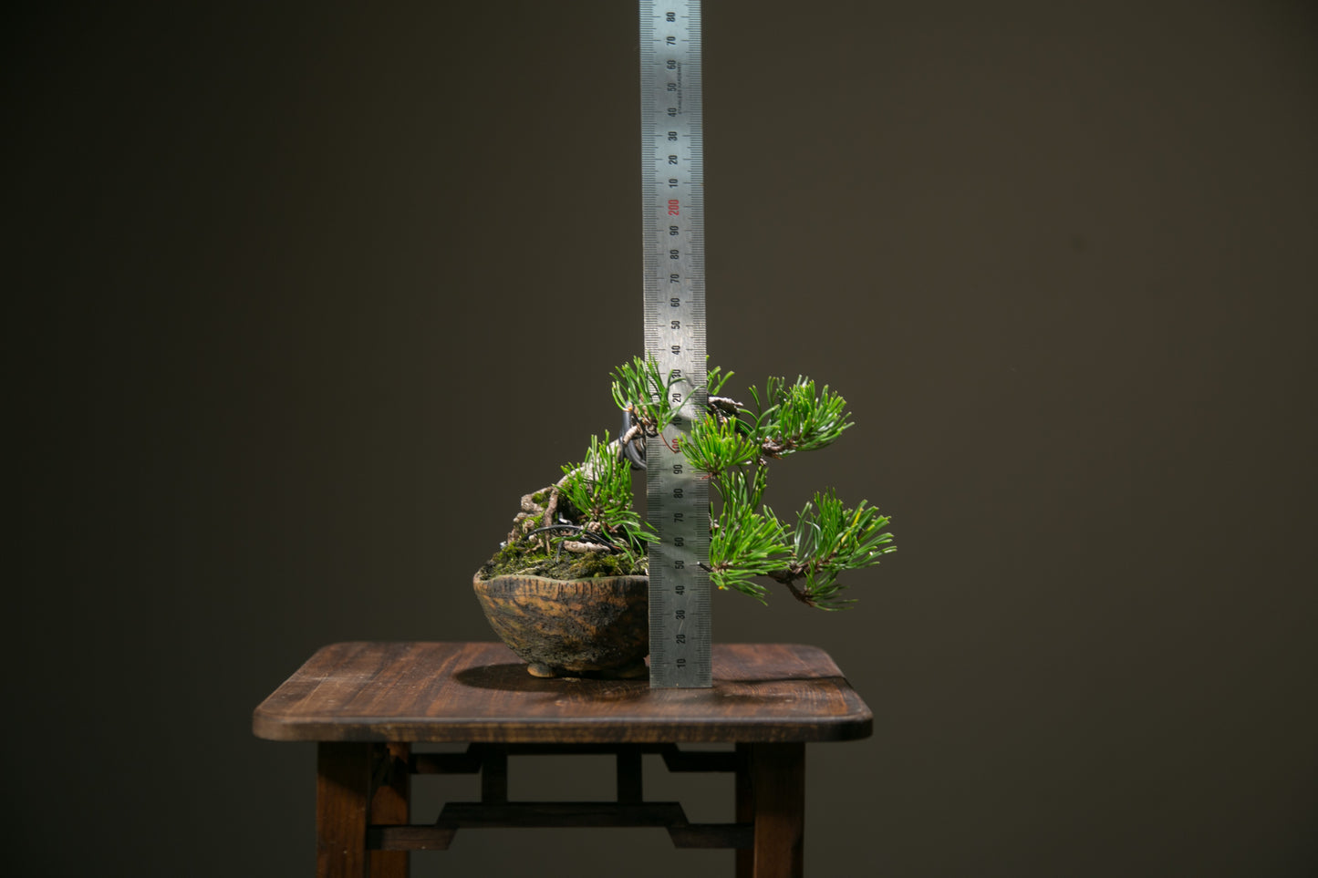 Scots Pine (SP009)
