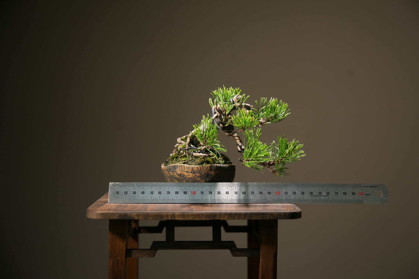 Scots Pine (SP009)