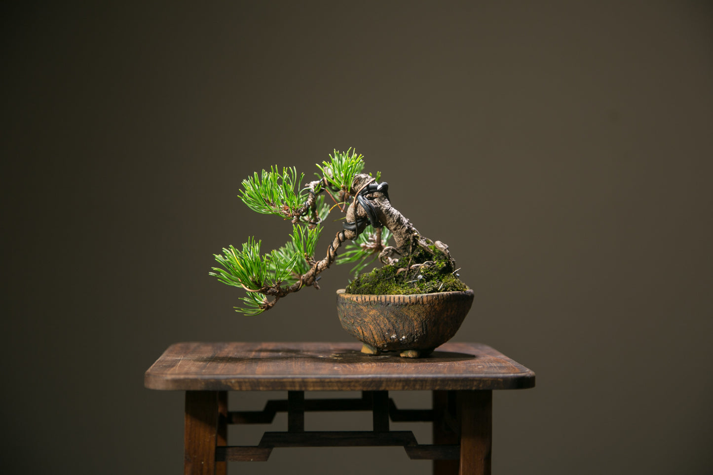 Scots Pine (SP009)