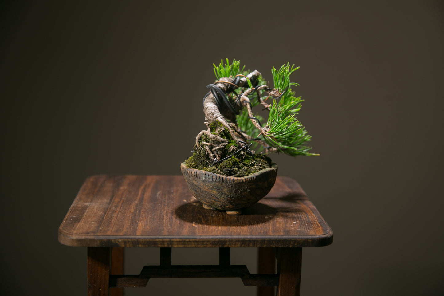 Scots Pine (SP009)