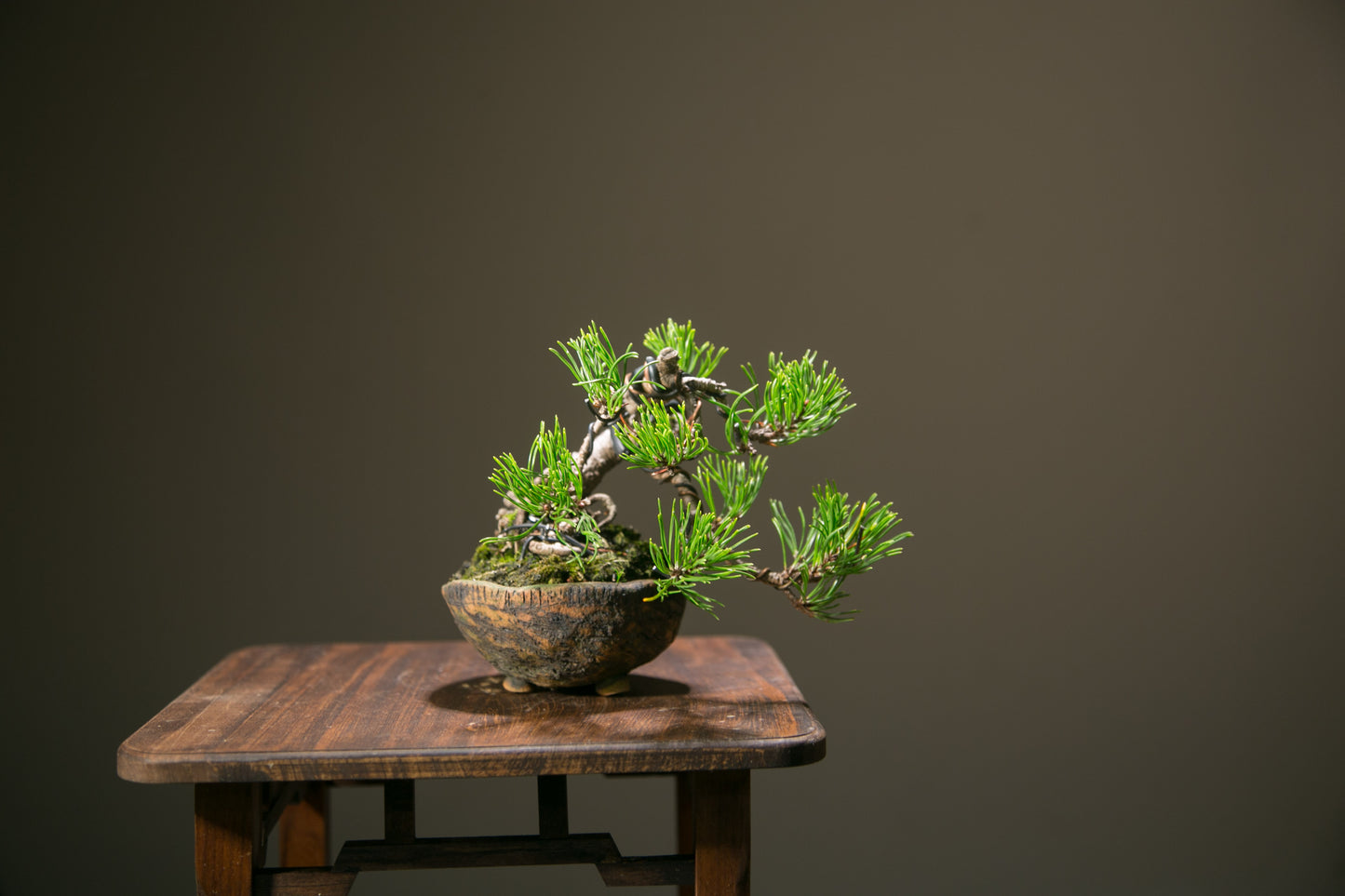 Scots Pine (SP009)