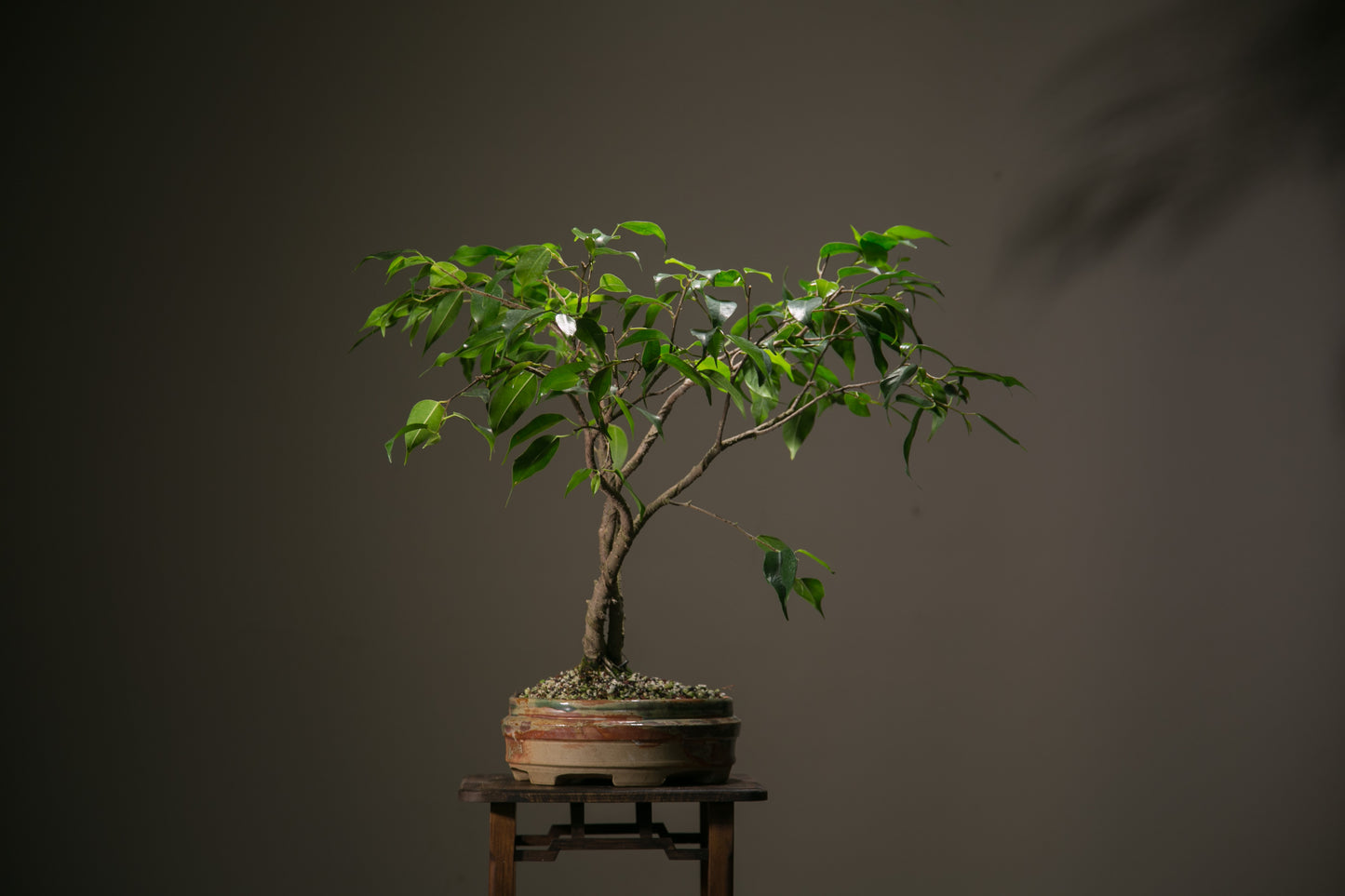 Ficus in NZ made ceramic (LF007)