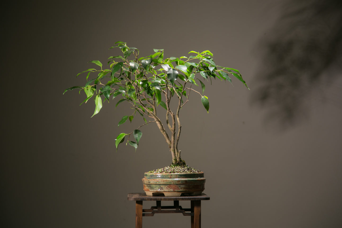 Ficus in NZ made ceramic (LF007)