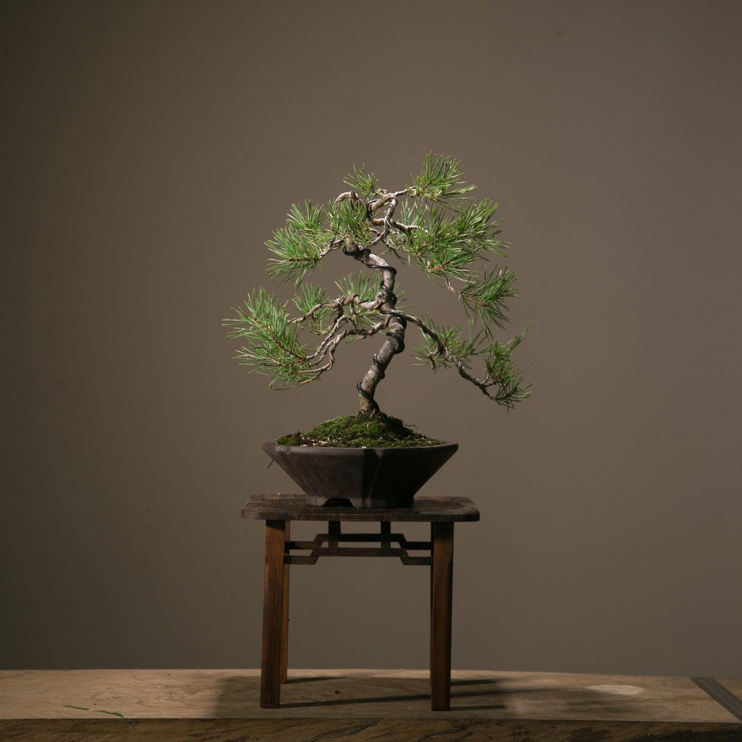 Scots Pine Bonsai (SP002)