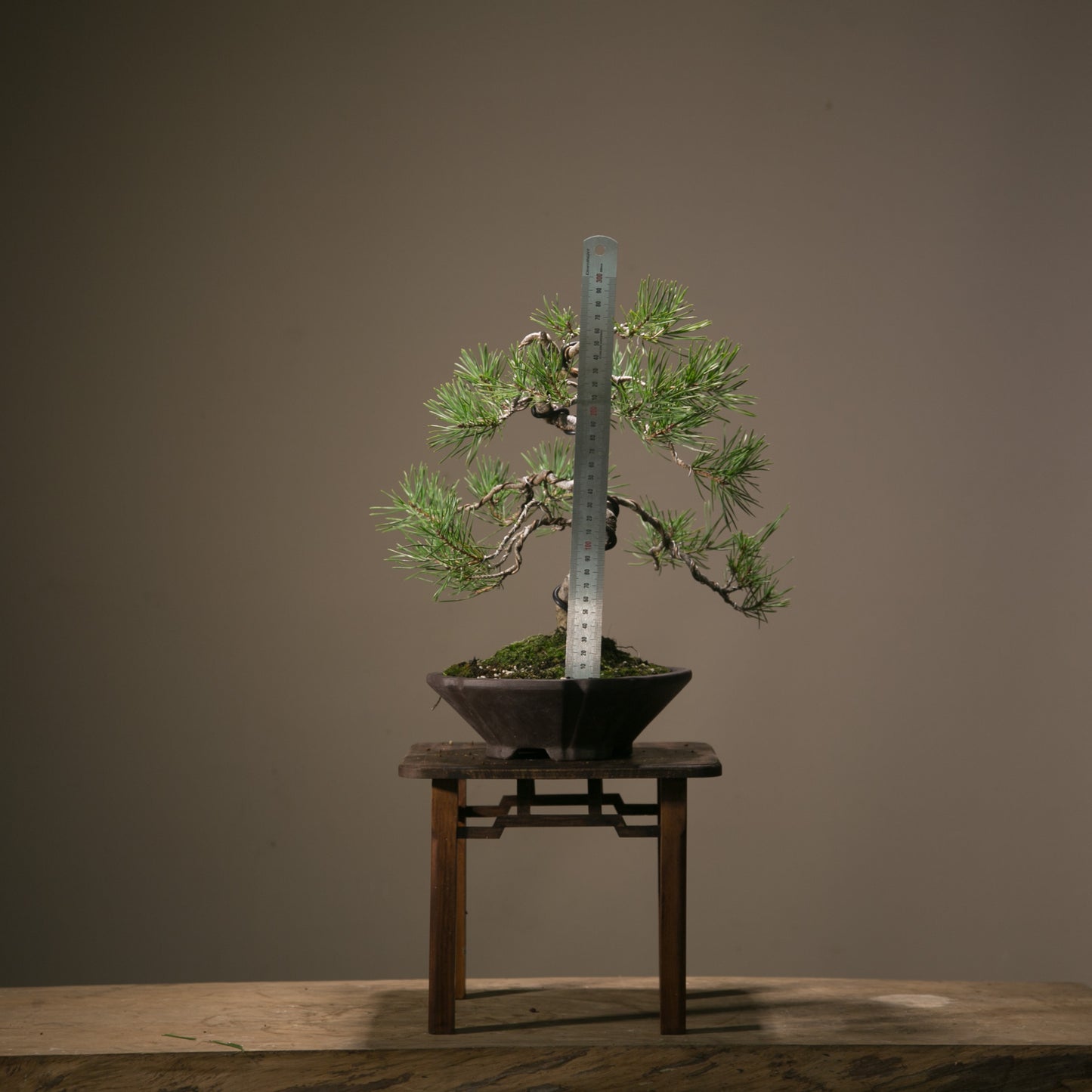Scots Pine Bonsai (SP002)