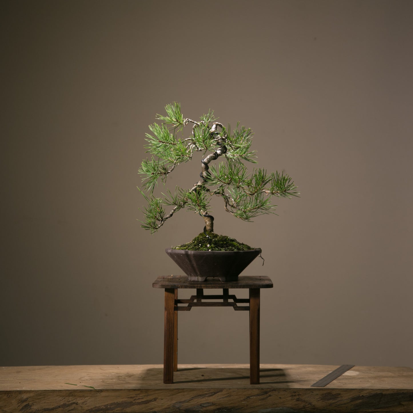 Scots Pine Bonsai (SP002)
