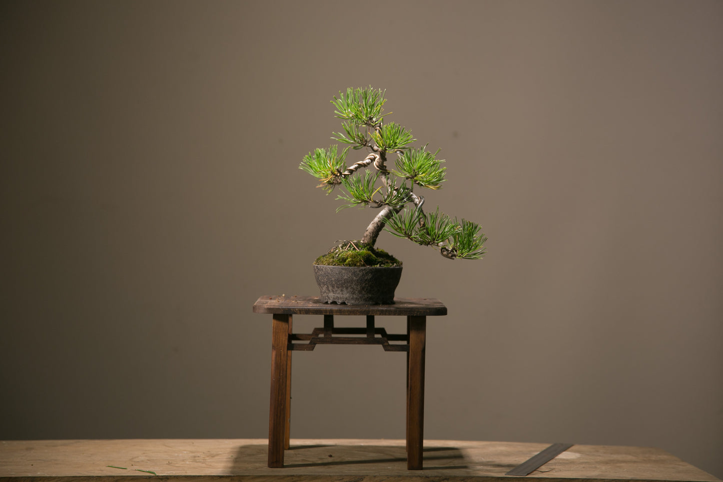 Pine in NZ Ceramic