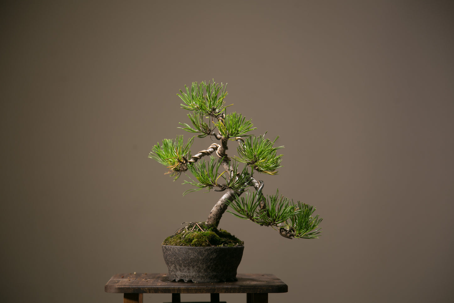 Pine in NZ Ceramic