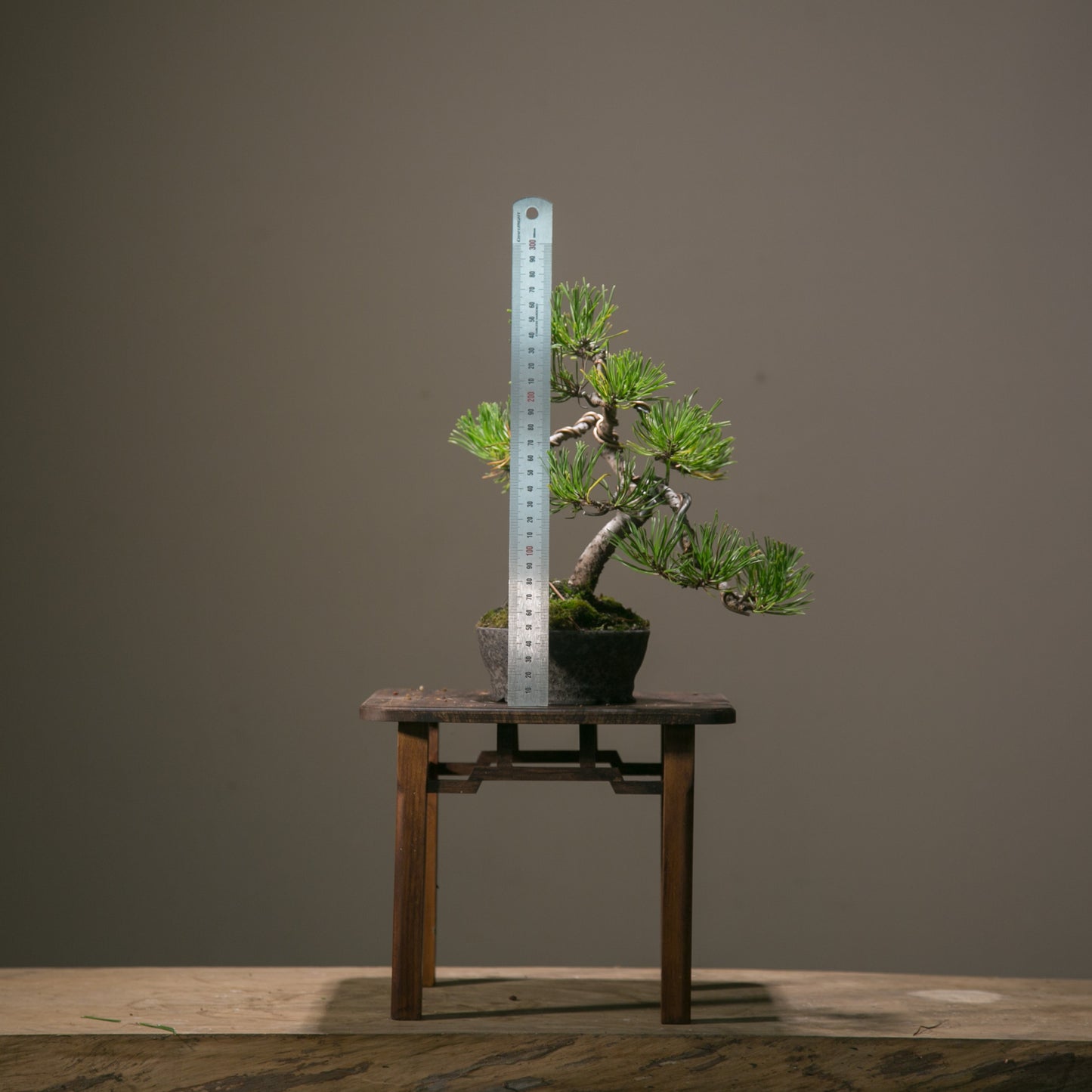 Pine in NZ Ceramic