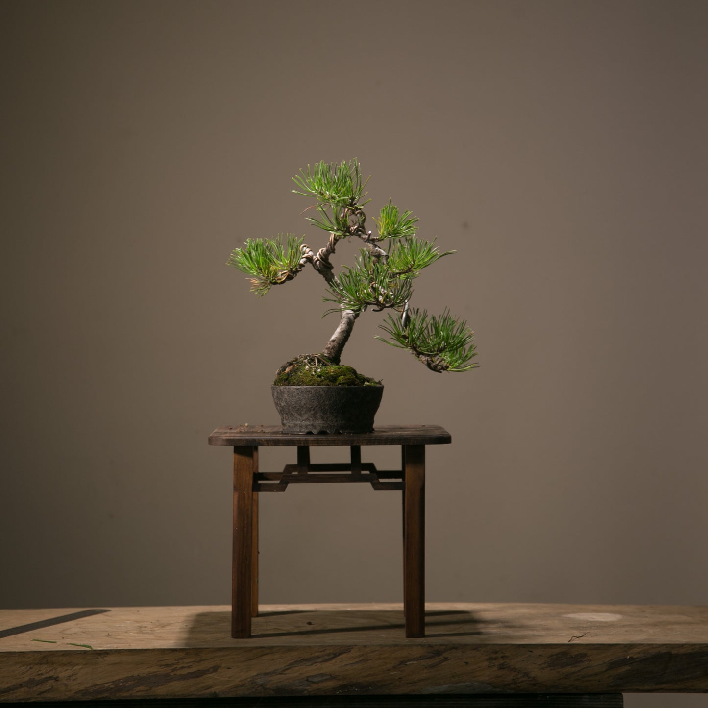 Pine in NZ Ceramic