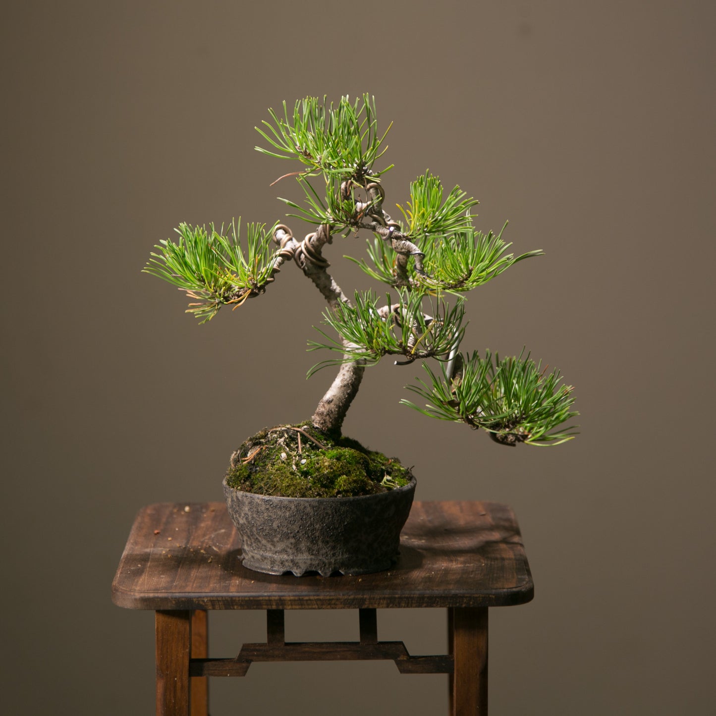 Pine in NZ Ceramic