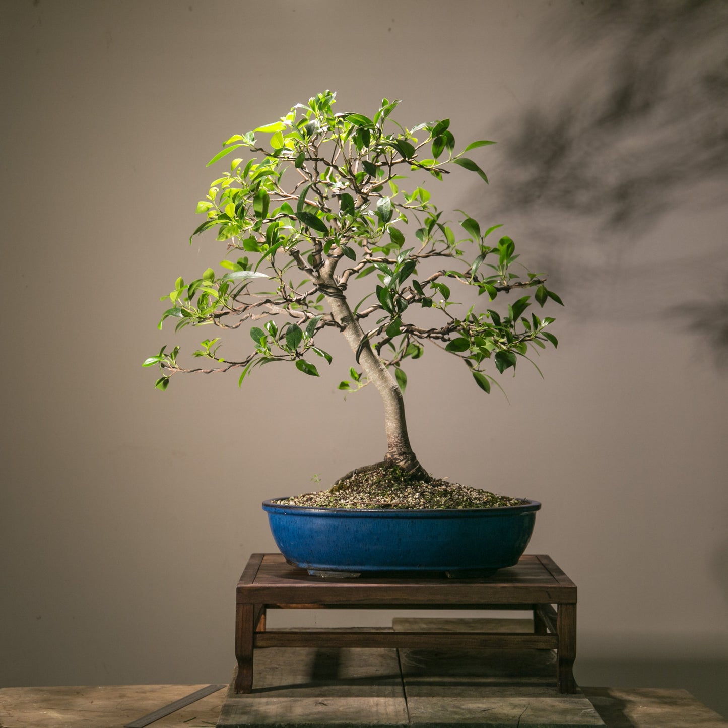 Large Ficus Bonsai (LF001)