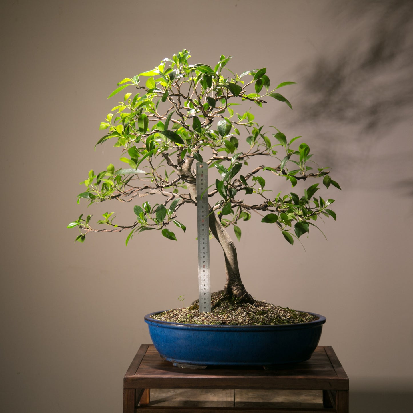 Large Ficus Bonsai (LF001)