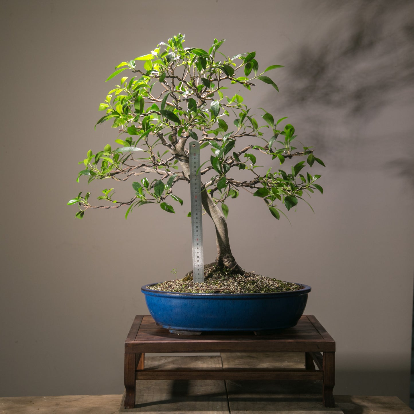 Large Ficus Bonsai (LF001)
