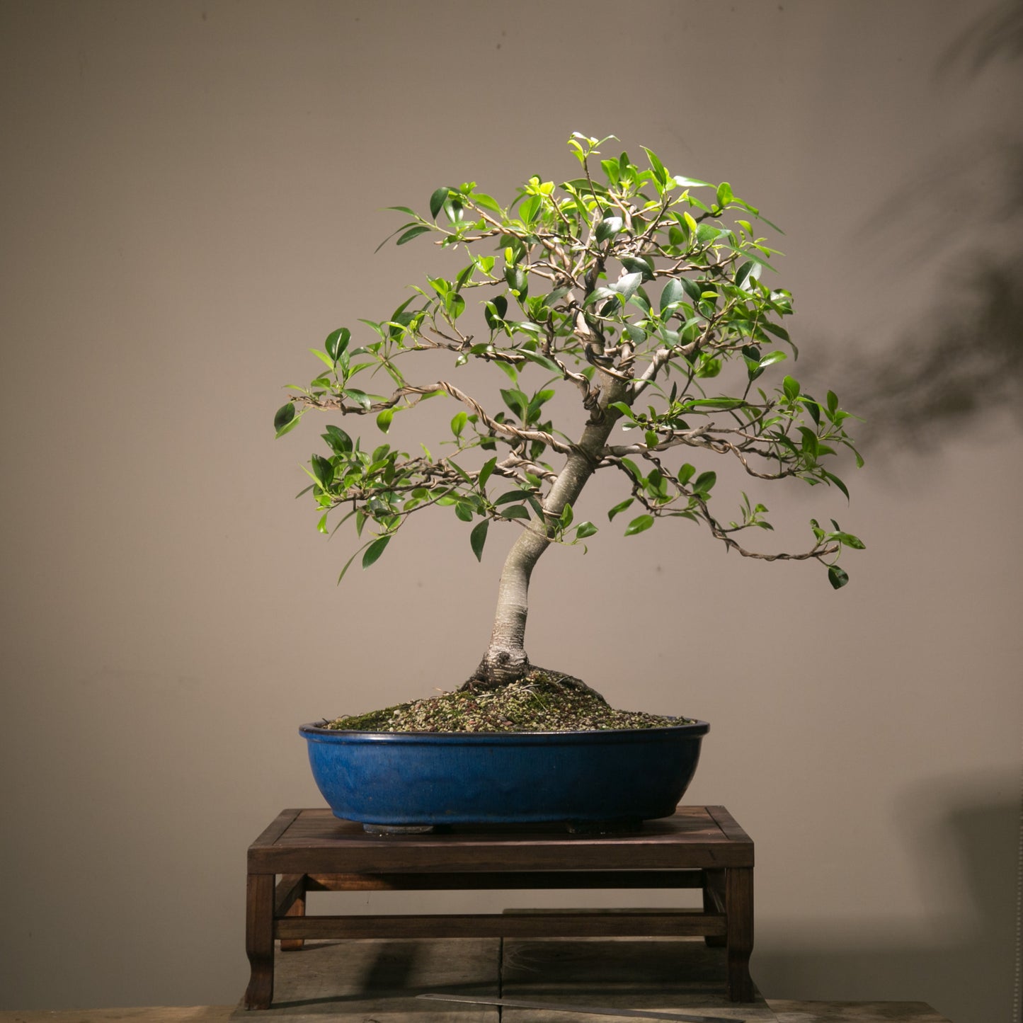 Large Ficus Bonsai (LF001)