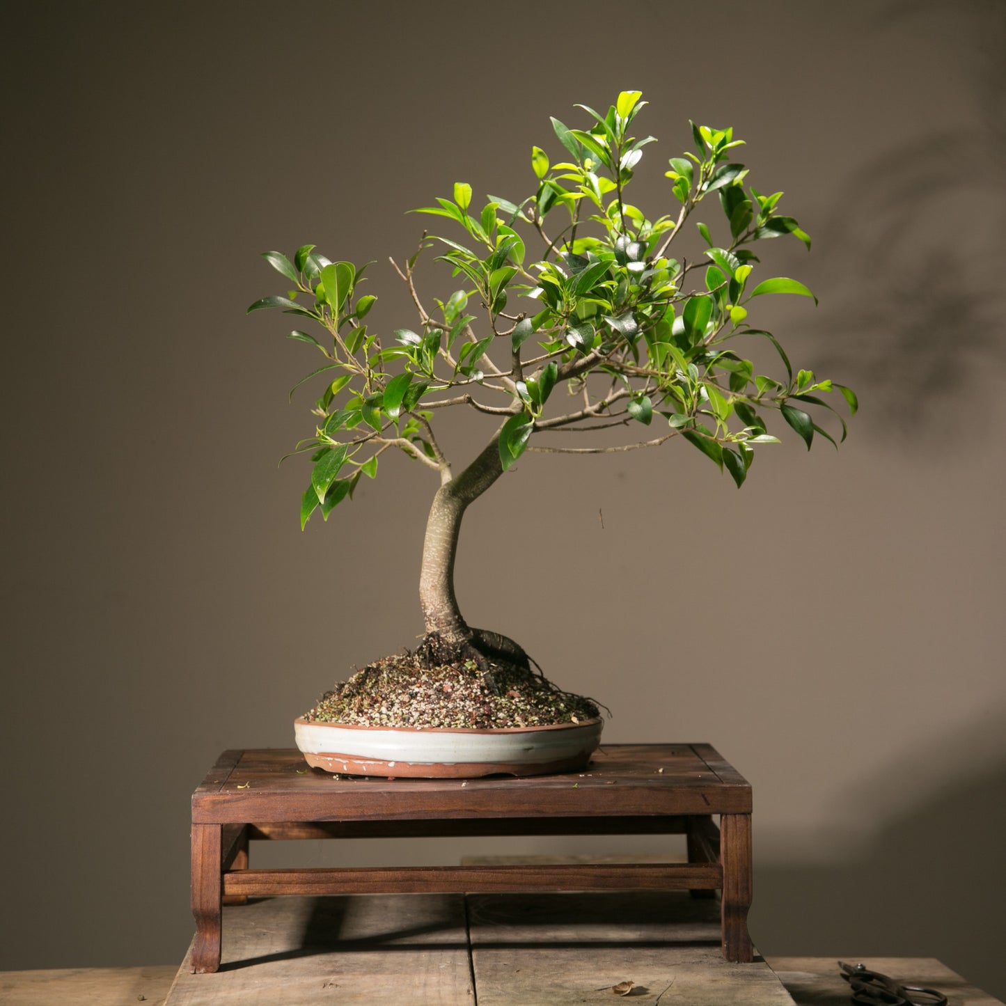 Large Ficus Bonsai (LF012)
