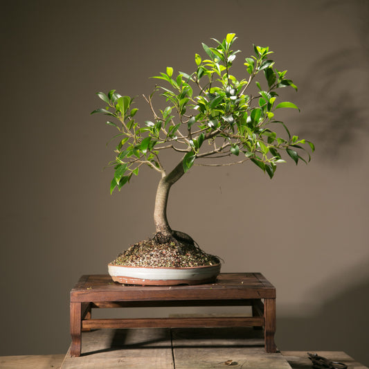 Large Ficus Bonsai (LF012)