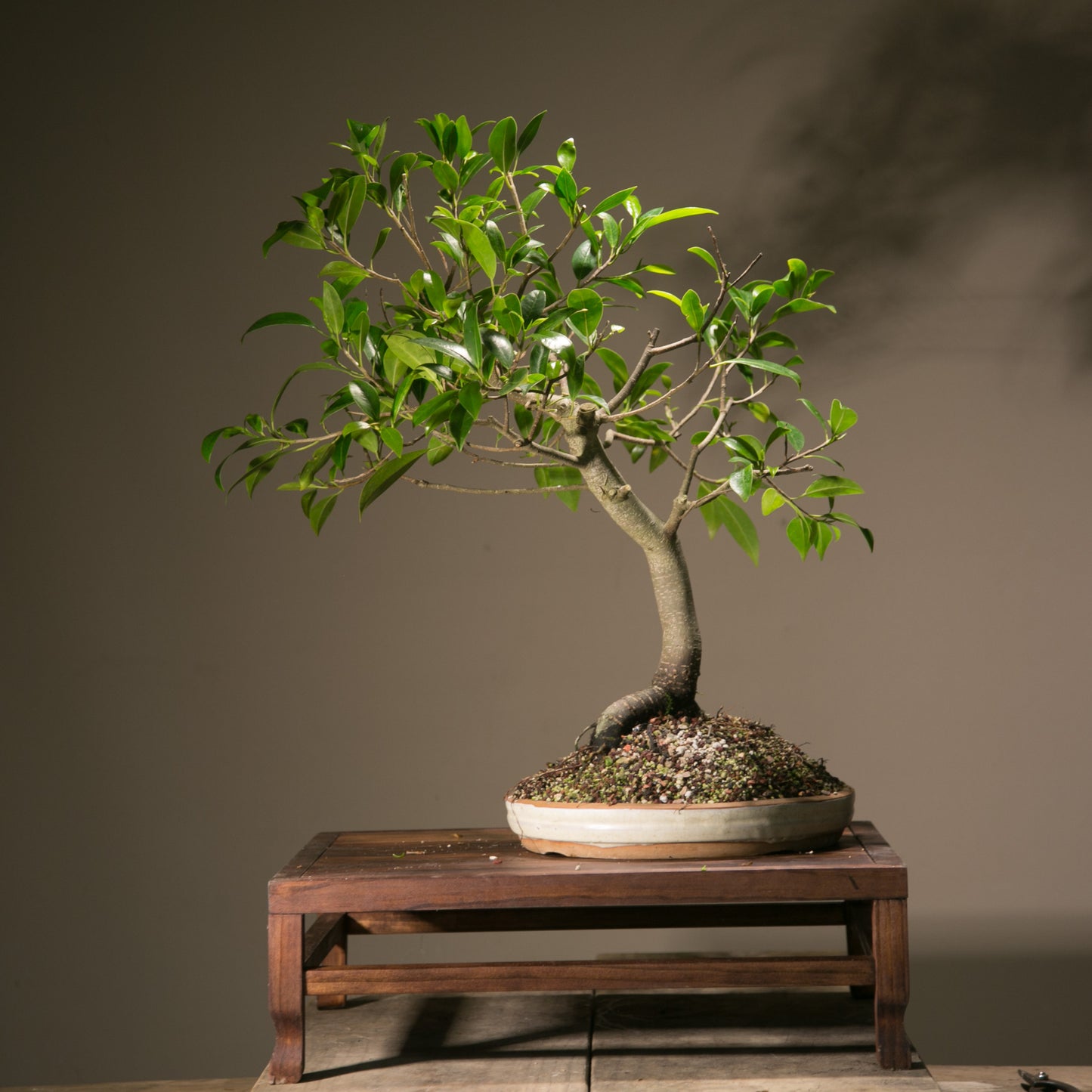 Large Ficus Bonsai (LF012)