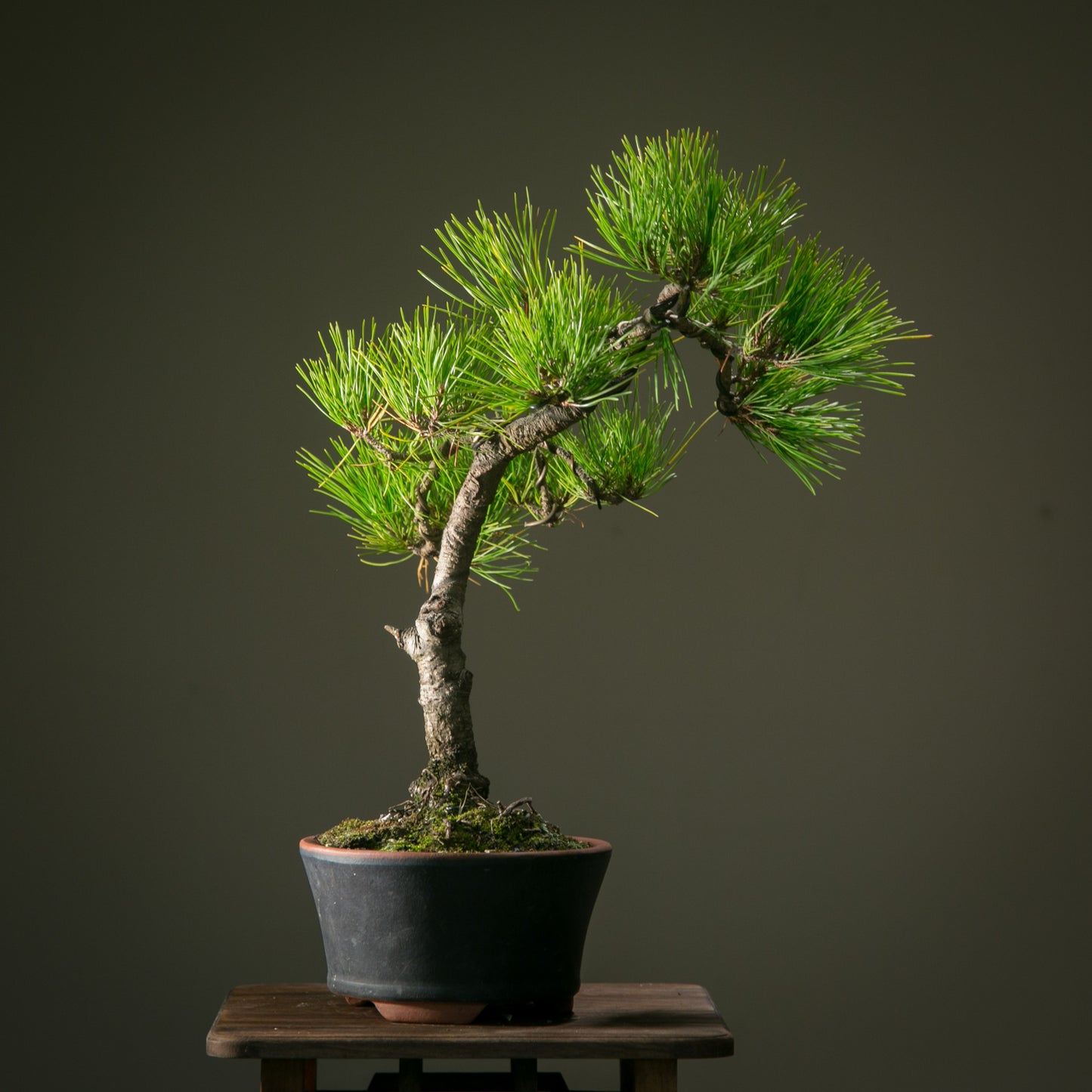 Japanese Red Pine (JRP006)