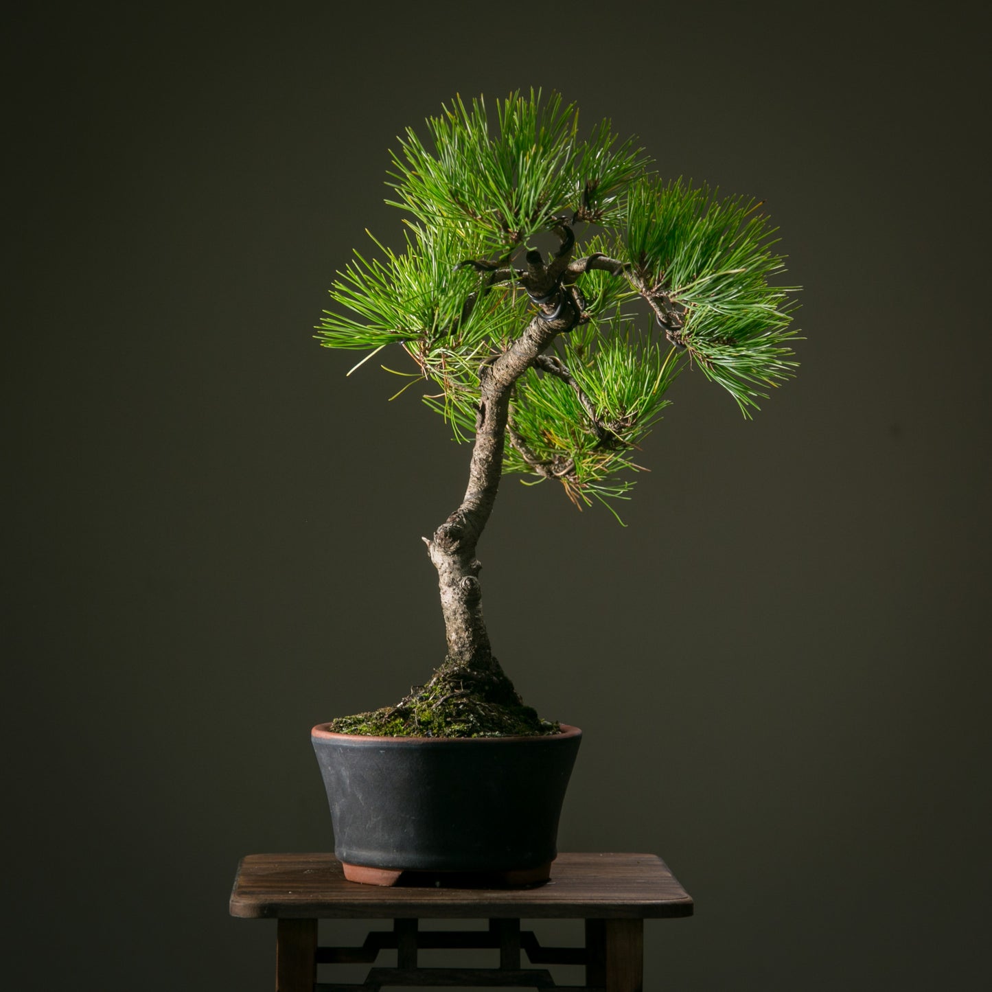 Japanese Red Pine (JRP006)