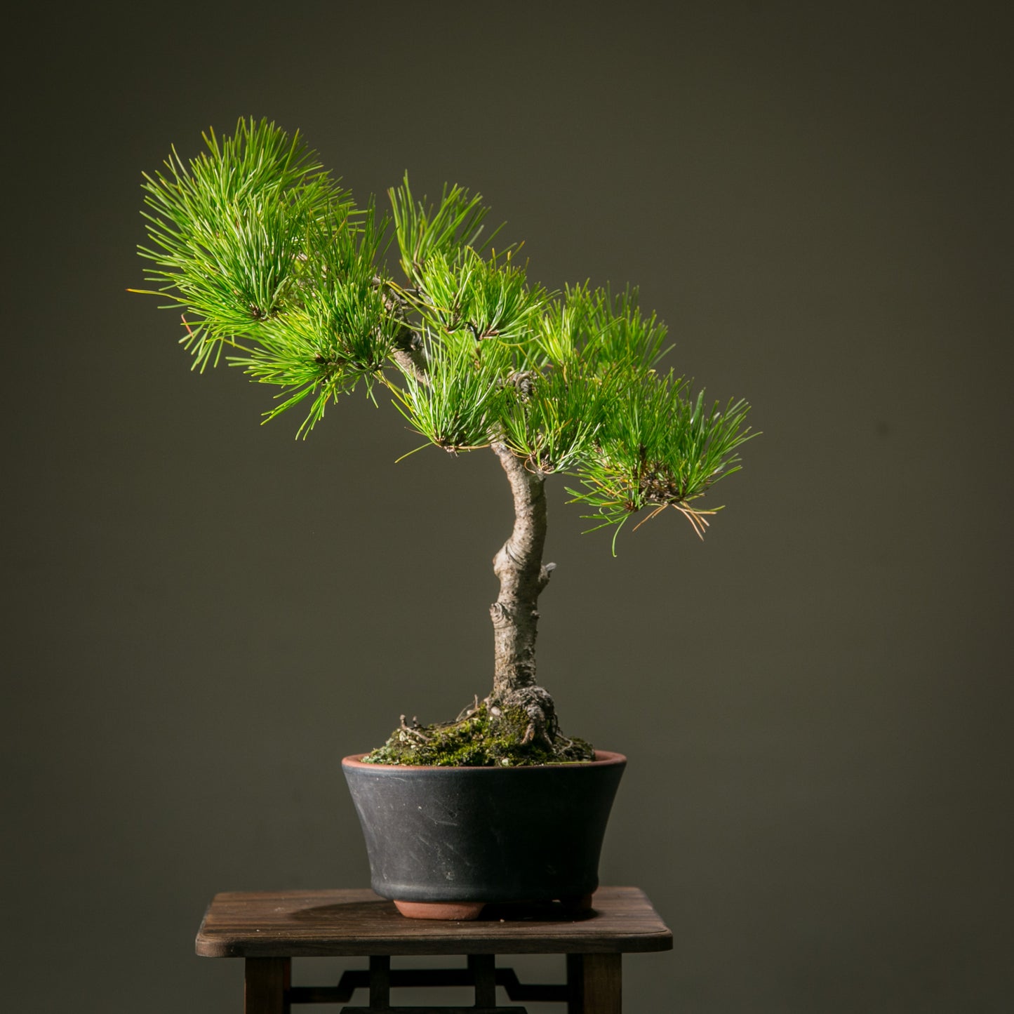 Japanese Red Pine (JRP006)