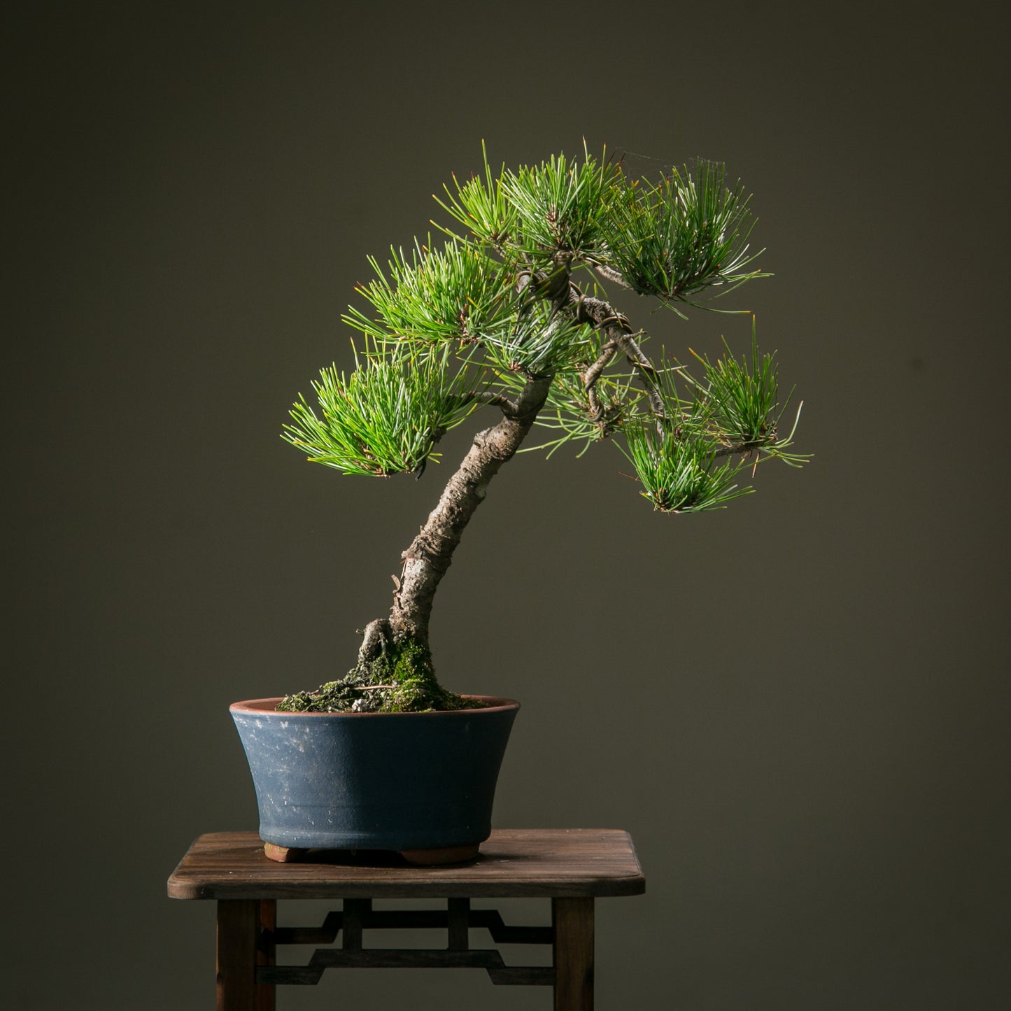 Japanese Red Pine