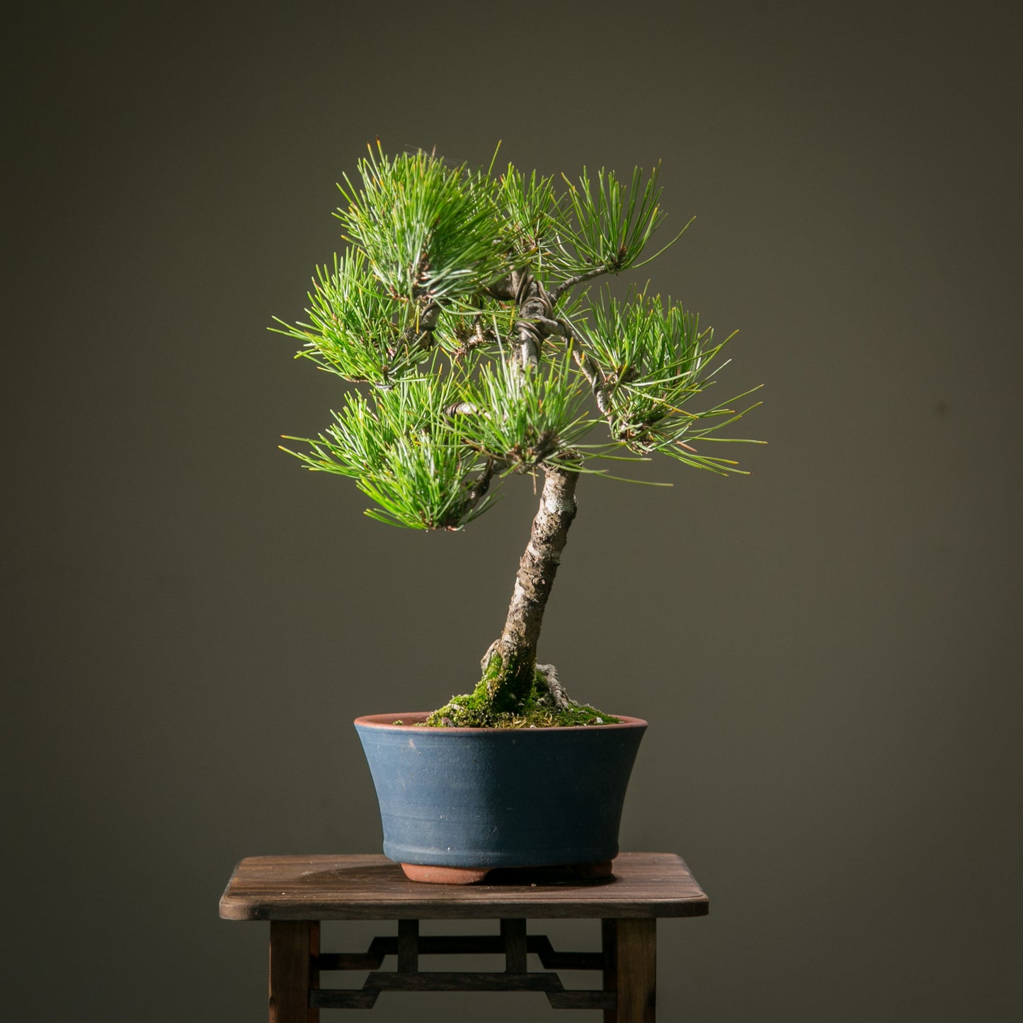 Japanese Red Pine
