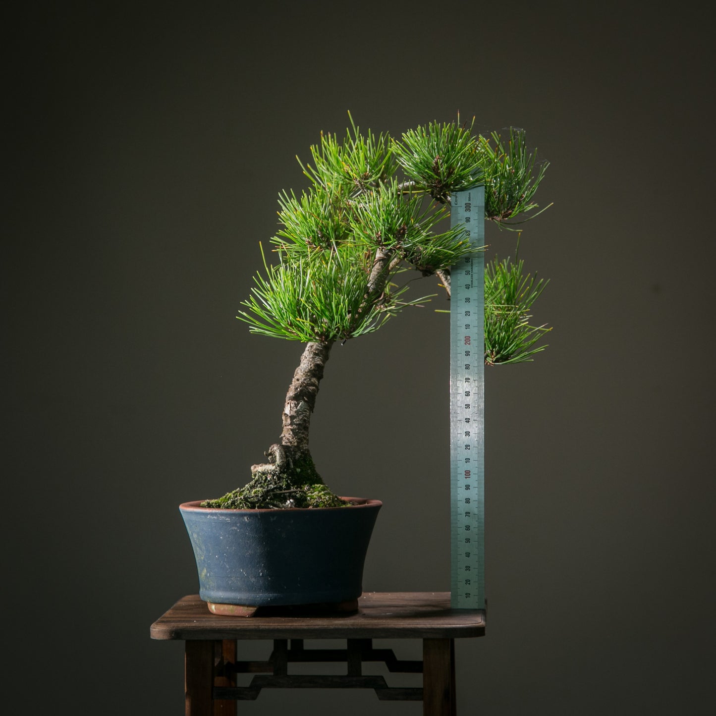 Japanese Red Pine