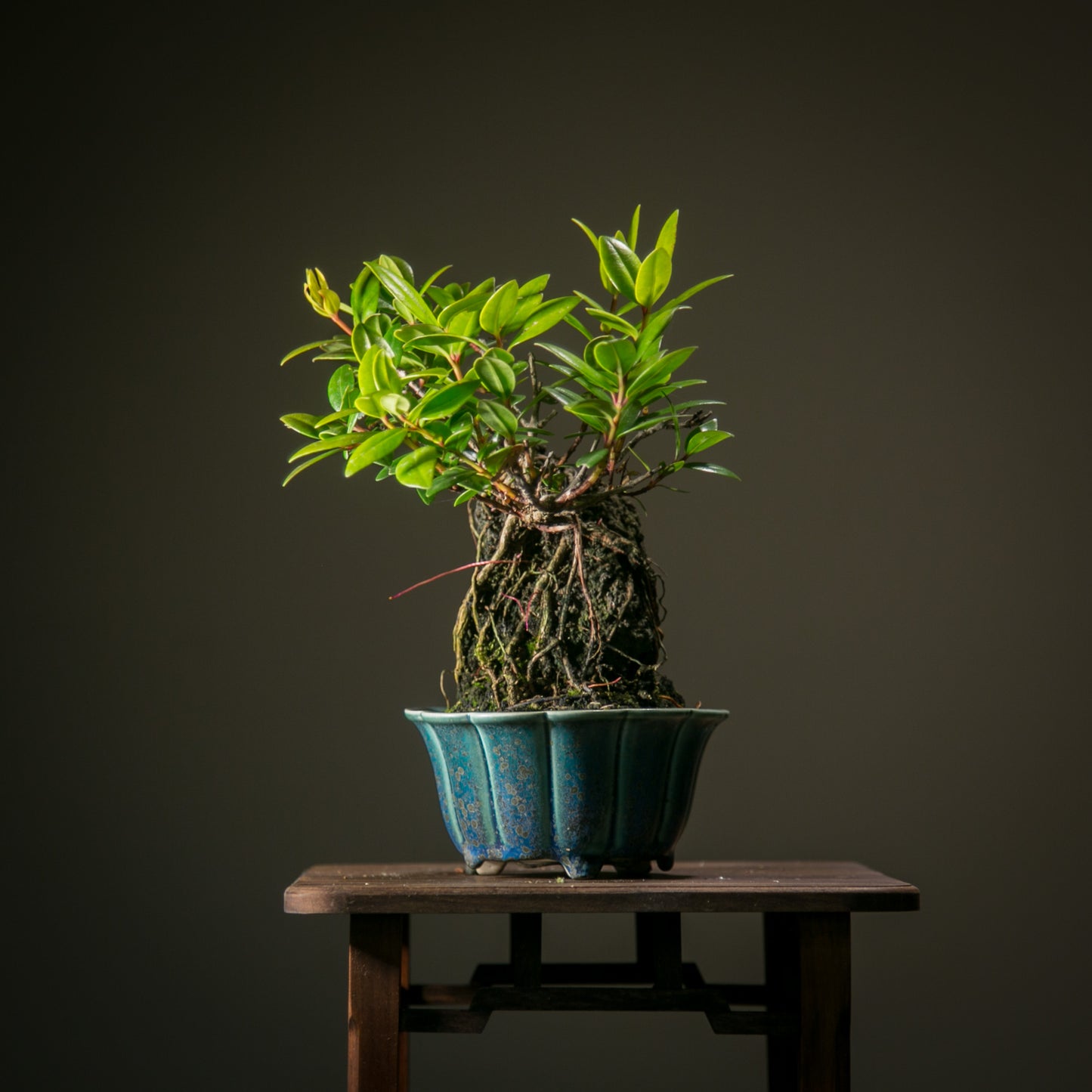 Root over rock Pōhutukawa (RRP08)
