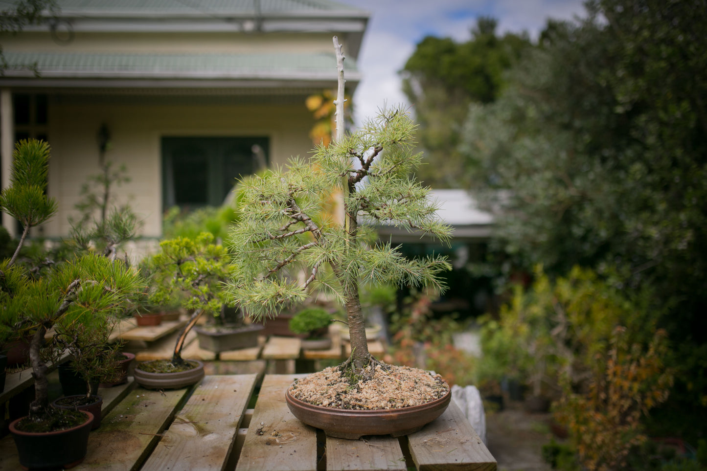 Large Himalayan Cedar bonsai (CB004)