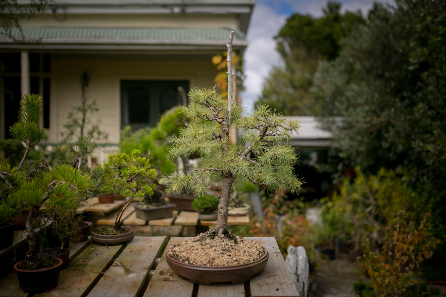Large Himalayan Cedar bonsai (CB004)