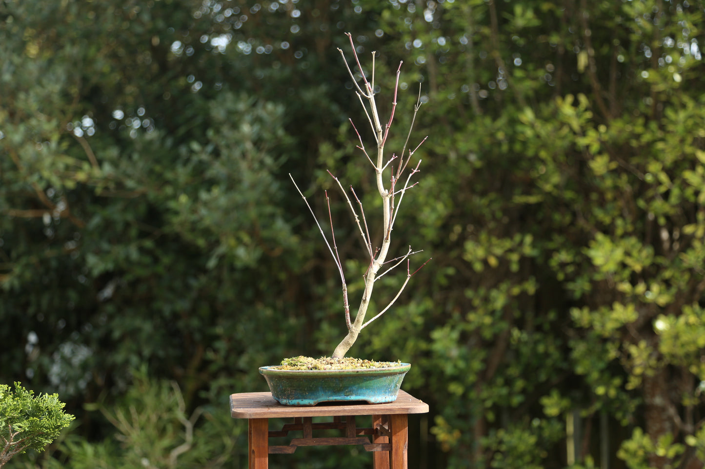 Japanese Maple Bonsai (003)