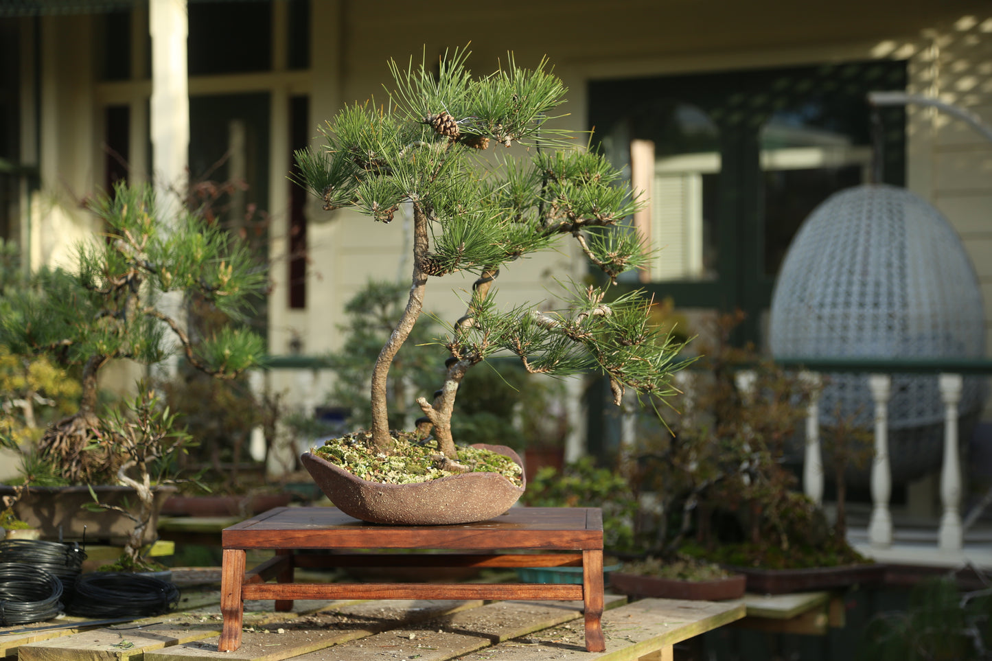 Japanese Black Pine Clump (LP008)
