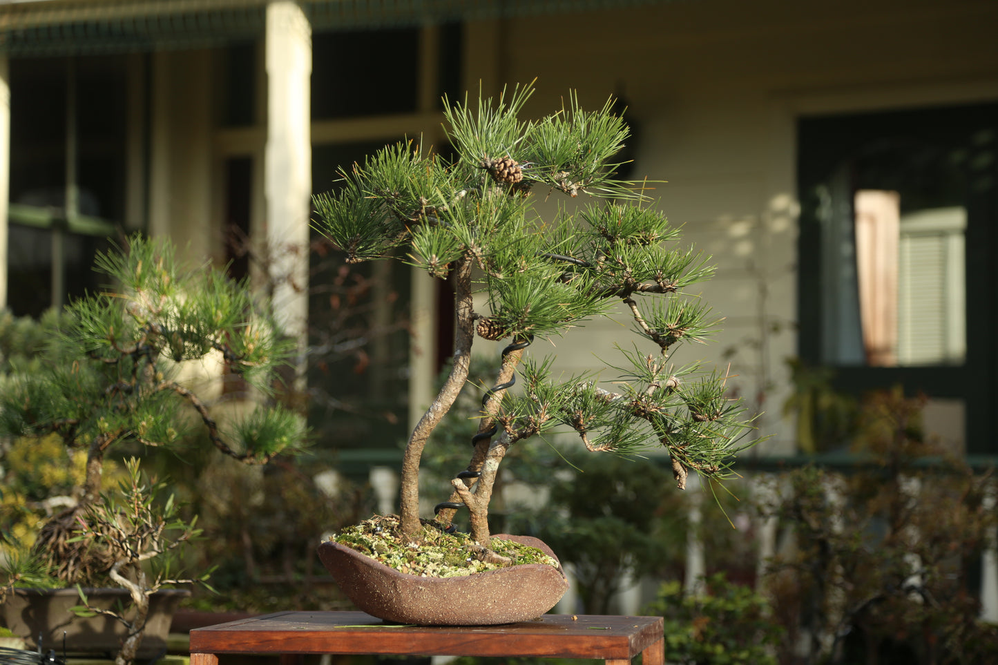 Japanese Black Pine Clump (LP008)