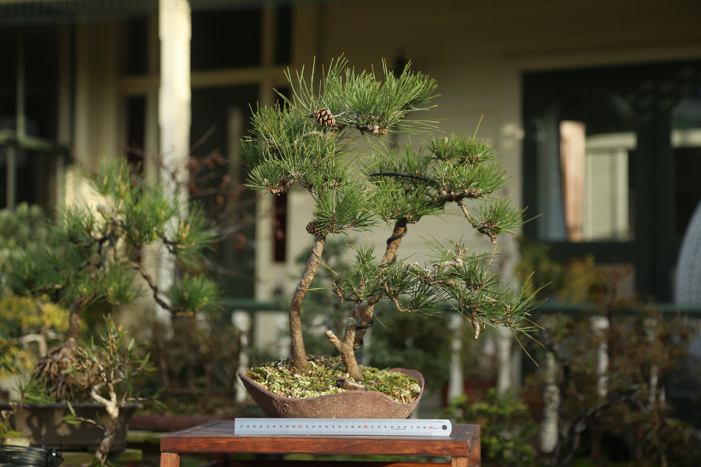 Japanese Black Pine Clump (LP008)