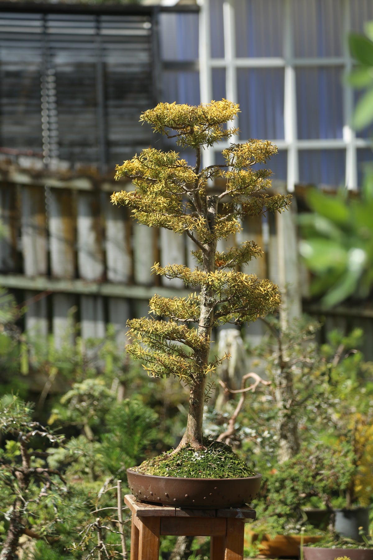 Large Golden Tōtara Bonsai
