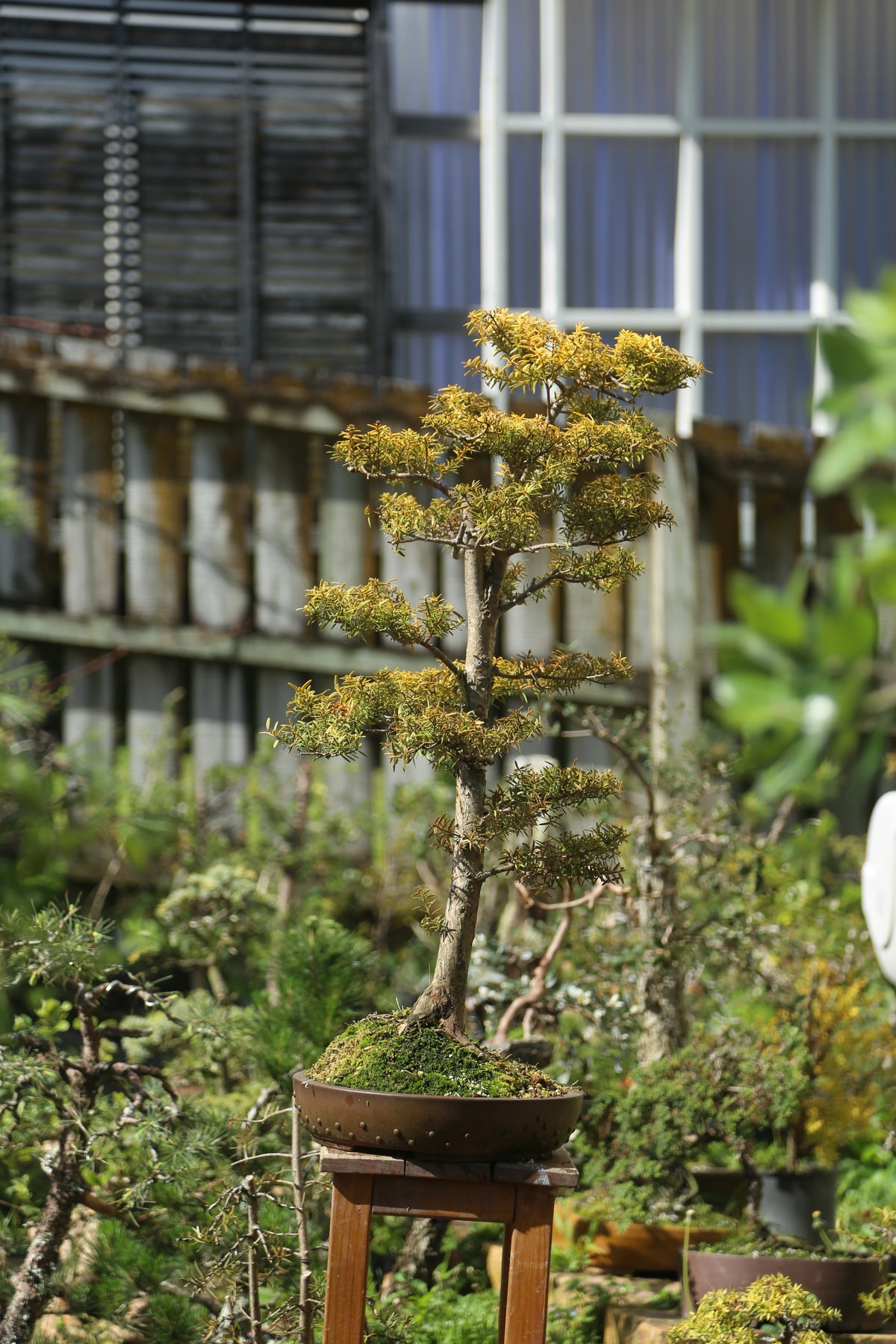 Large Golden Tōtara Bonsai