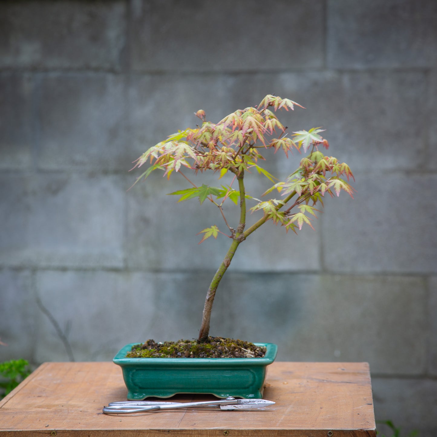 Small maple bonsai (SMB006)
