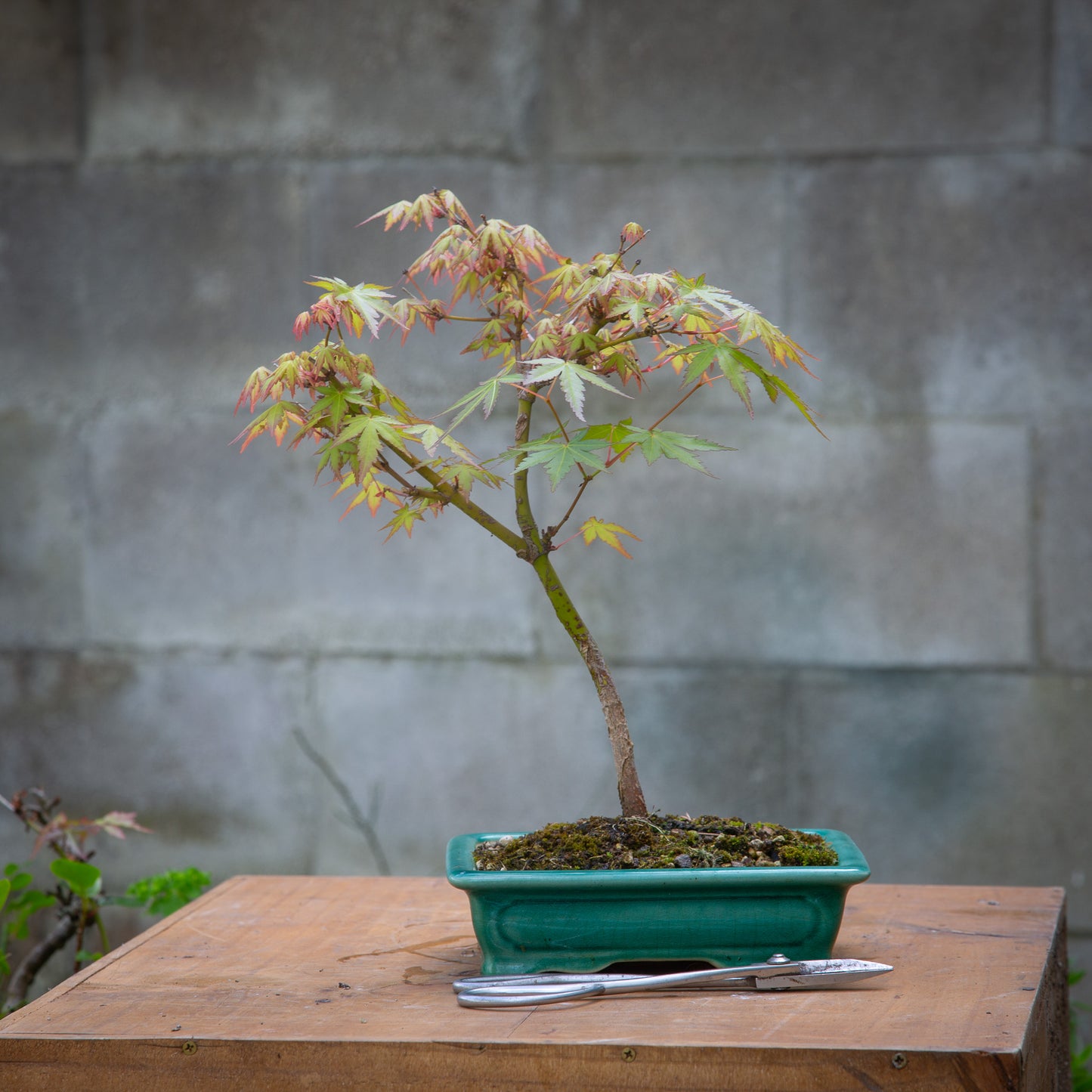Small maple bonsai (SMB006)