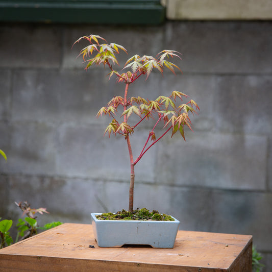 Small maple bonsai (SMB001)