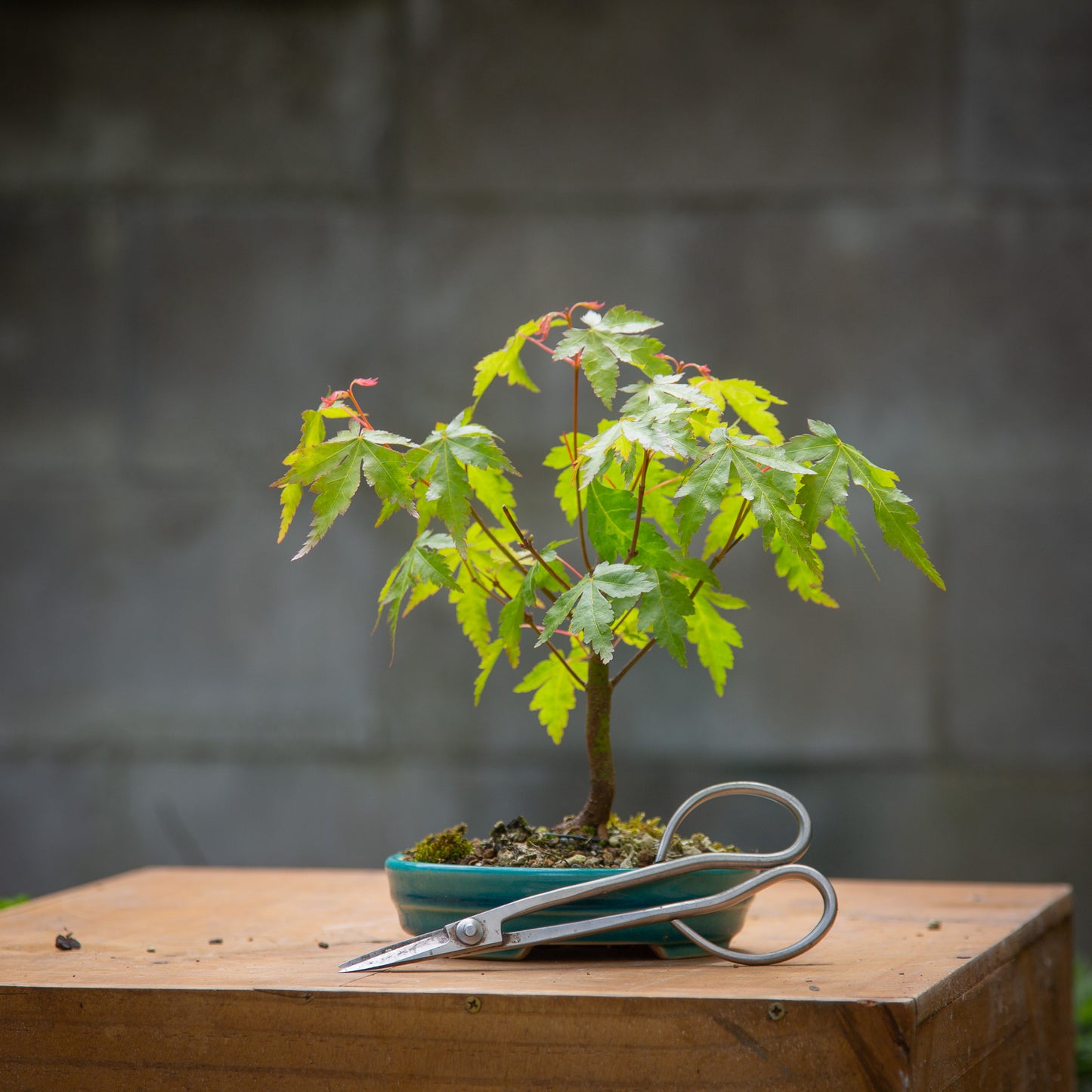 Small maple bonsai (SMB011)