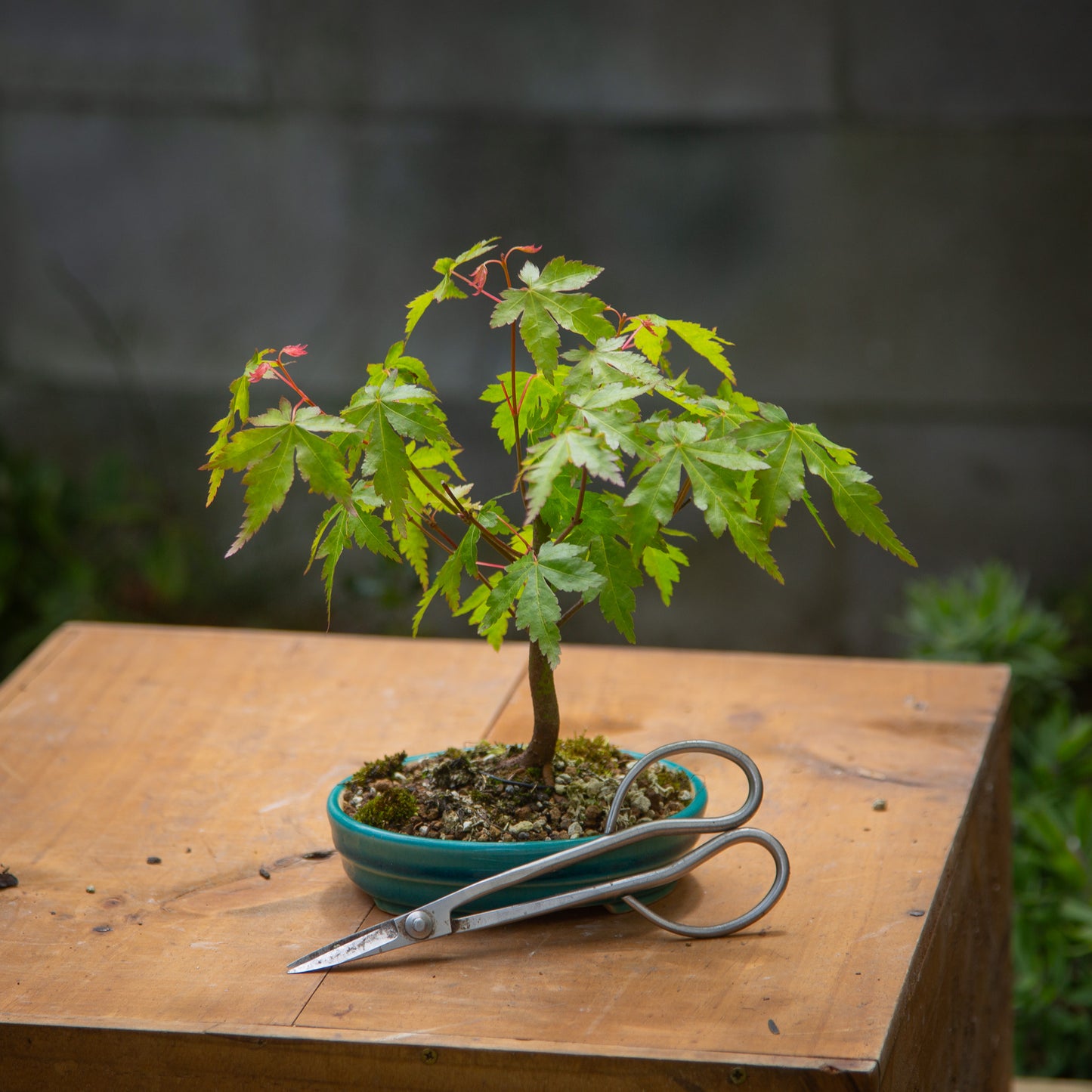 Small maple bonsai (SMB011)